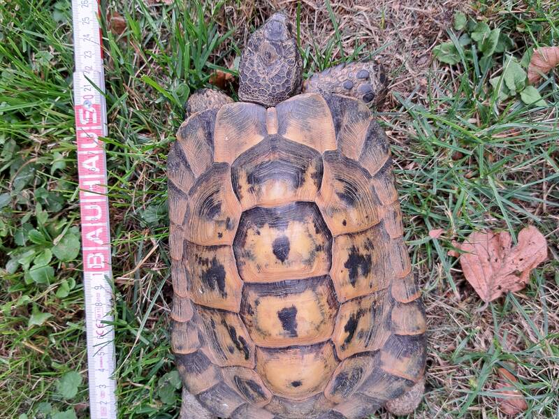 Bild der griechischen Landschildkröte.
