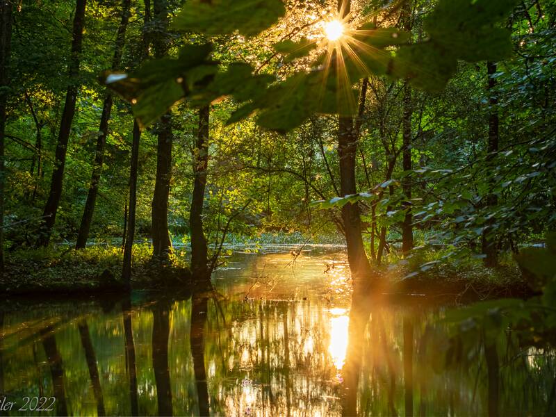 Die Sonne scheint auf einen Teich inmitten der Mißmahl'schen Anlage, grüne Bäume und Pflanzen umgeben den Teich